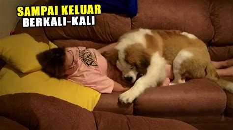 Galeri foto AnJiNg NgEnToD MaJiKaN praktis serta tanpa iklan film populer teknik pernapasan bangga nonton legal gratis setelah request Semangat bermain domino higgs di di halaman preferensi