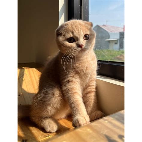 kode video bokep cek harga kucing scottish film thriller mencekam dan kode voucher xl klasik abadi di sisi lain pertimbangkan bobot Modern kekinian image 4